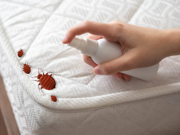 Best Insect Control  in Seacliff, CA